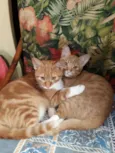Ben e Thor