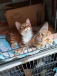 Ben e Thor