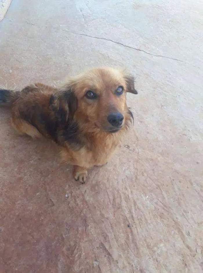 Cachorro ra a Vira lata idade 7 a 11 meses nome Marley