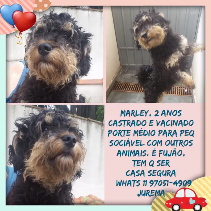 Cachorro ra a Srd idade 2 anos nome Marley