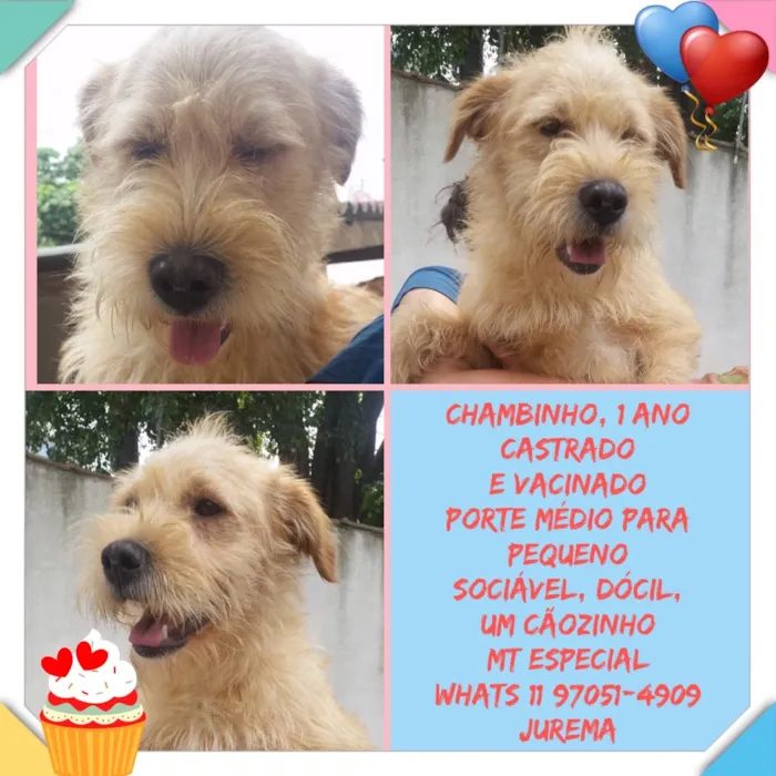 Cachorro ra a SRD idade 1 ano nome CHAMBINHO