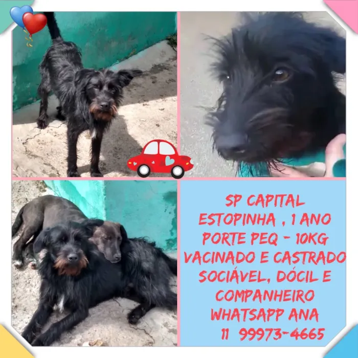 Cachorro ra a SRD MIX POODLE idade 1 ano nome ESTOPINHA