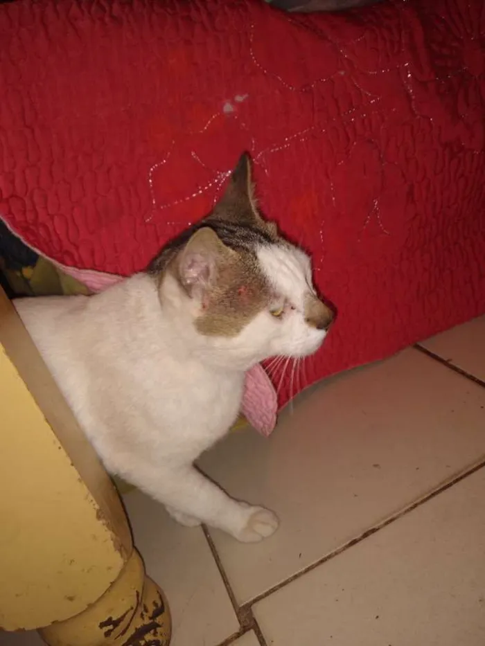 Gato ra a  idade 2 anos nome Nao tem nome