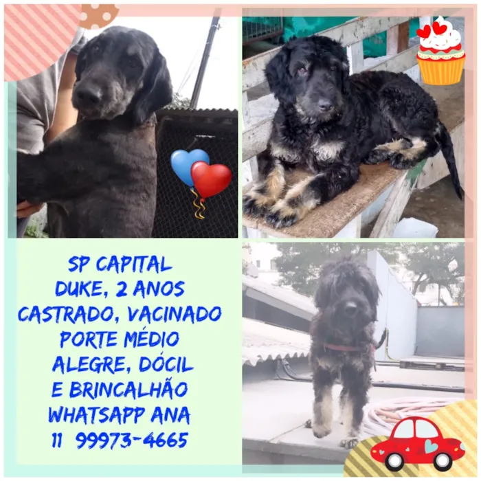 Cachorro ra a SED MIX POODLE  idade 2 anos nome DUKE