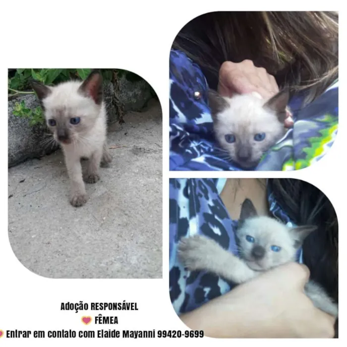 Gato raça Siamês  idade Abaixo de 2 meses nome Pérola 