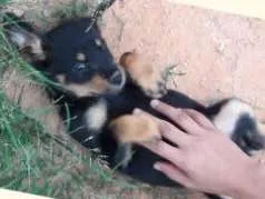 Cachorro raça indefinida idade 2 a 6 meses nome Bebezinhos