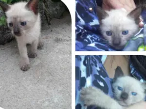 Gato raça Siamês  idade Abaixo de 2 meses nome Pérola 
