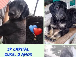 Cachorro raça SED MIX POODLE  idade 2 anos nome DUKE