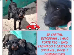 Cachorro raça SRD MIX POODLE idade 1 ano nome ESTOPINHA