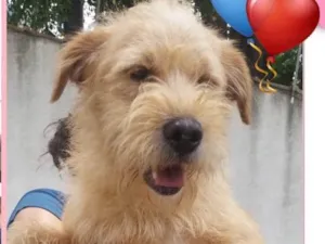 Cachorro raça SRD idade 1 ano nome CHAMBINHO