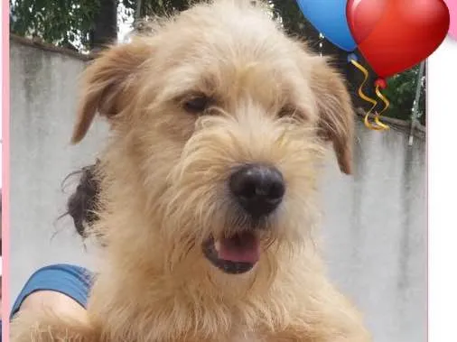 Cachorro ra a SRD idade 1 ano nome CHAMBINHO