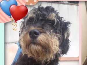 Cachorro raça Srd idade 2 anos nome Marley