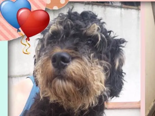 Cachorro ra a Srd idade 2 anos nome Marley