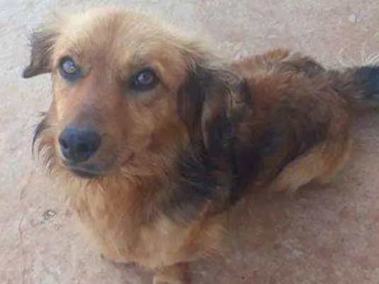 Cachorro ra a Vira lata idade 7 a 11 meses nome Marley