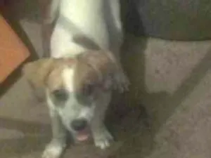 Cachorro raça Pitt bull com Hot vale  idade 2 a 6 meses nome Dolly