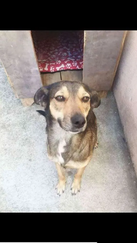Cachorro ra a SDR idade 2 anos nome LALY