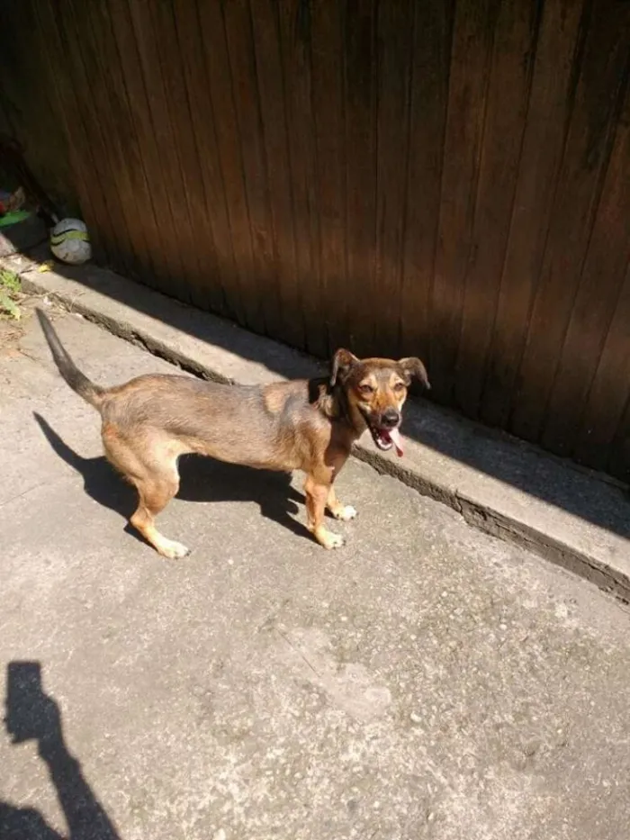 Cachorro ra a SDR idade 2 anos nome LALY