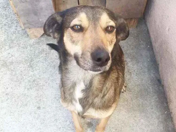 Cachorro ra a SDR idade 2 anos nome LALY