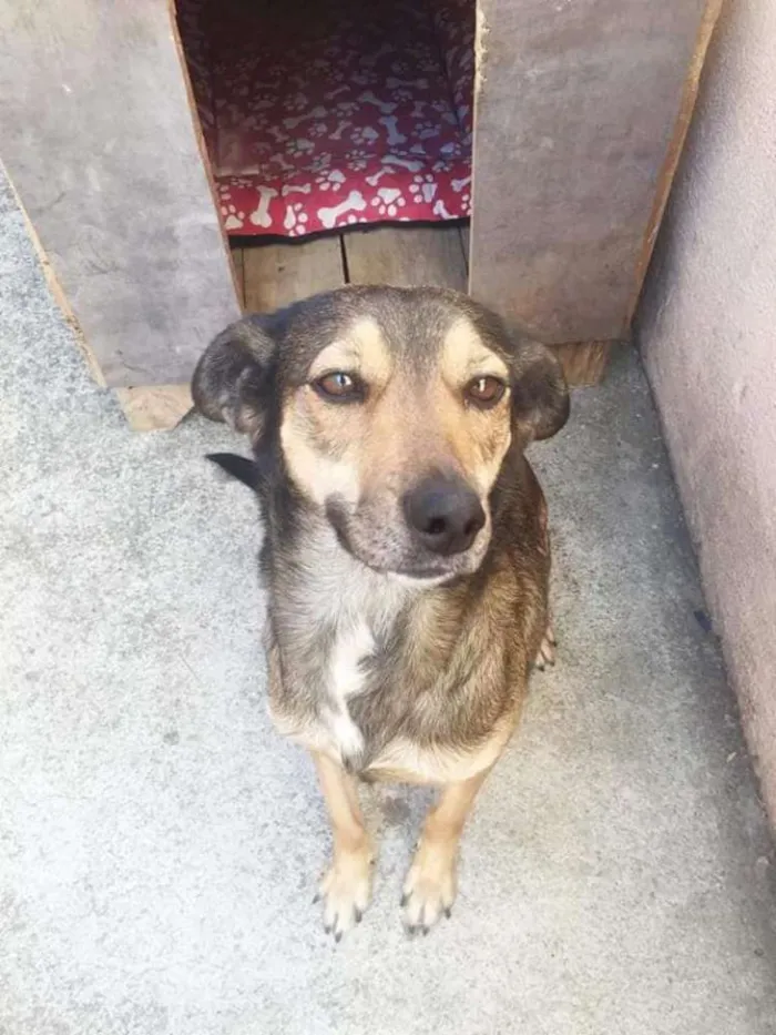 Cachorro ra a SDR idade 2 anos nome LALY