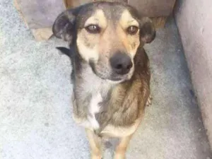 Cachorro raça SDR idade 2 anos nome LALY