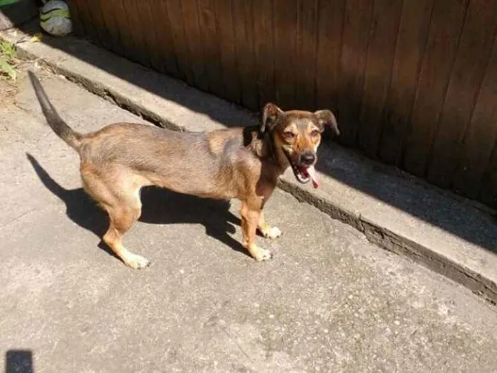 Cachorro ra a SDR idade 2 anos nome LALY