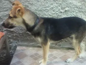 Cachorro raça Não definida idade 7 a 11 meses nome Fred