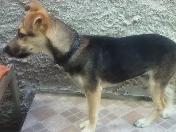 Cachorro ra a Não definida idade 7 a 11 meses nome Fred