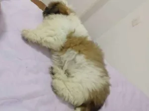 Cachorro raça Shitzu idade 2 a 6 meses nome Nick