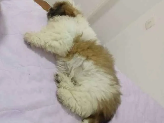 Cachorro ra a Shitzu idade 2 a 6 meses nome Nick