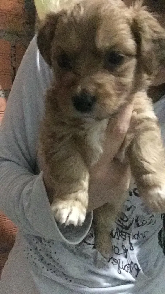 Cachorro raça  idade Abaixo de 2 meses nome Nenhum nome definido
