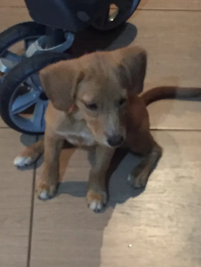 Cachorro raça Não sei idade 2 a 6 meses nome Duda