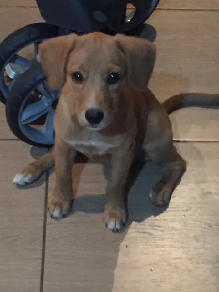 Cachorro raça Não sei idade 2 a 6 meses nome Duda