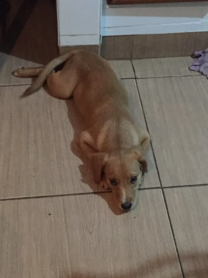 Cachorro raça Não sei idade 2 a 6 meses nome Duda