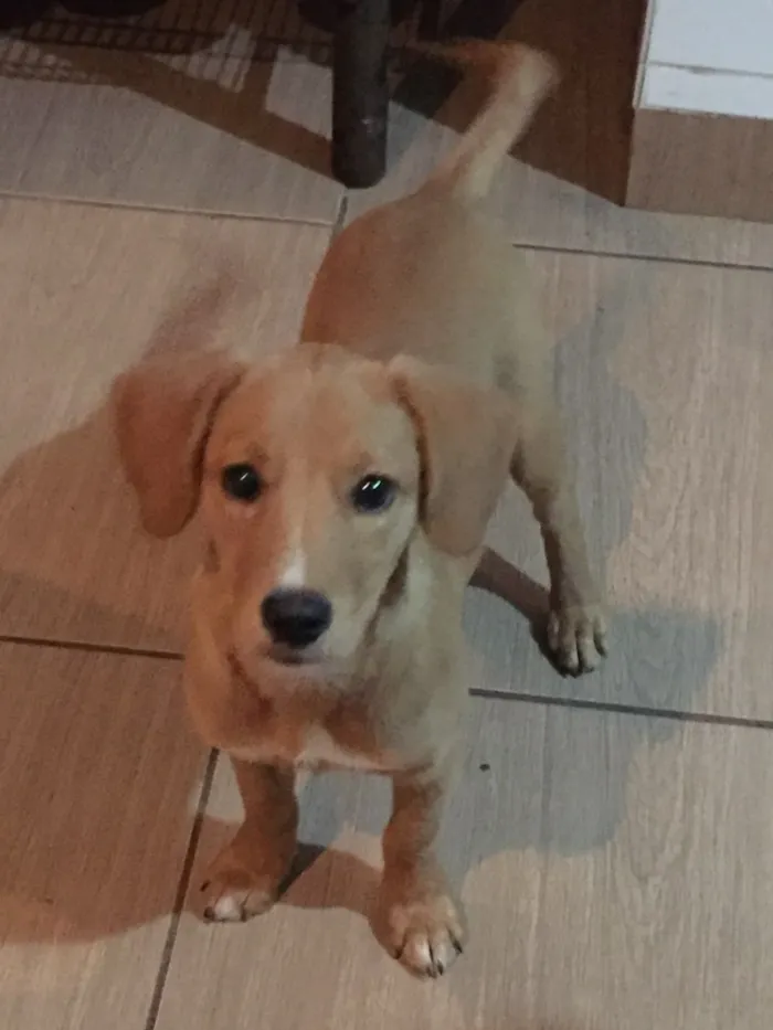 Cachorro raça Não sei idade 2 a 6 meses nome Duda