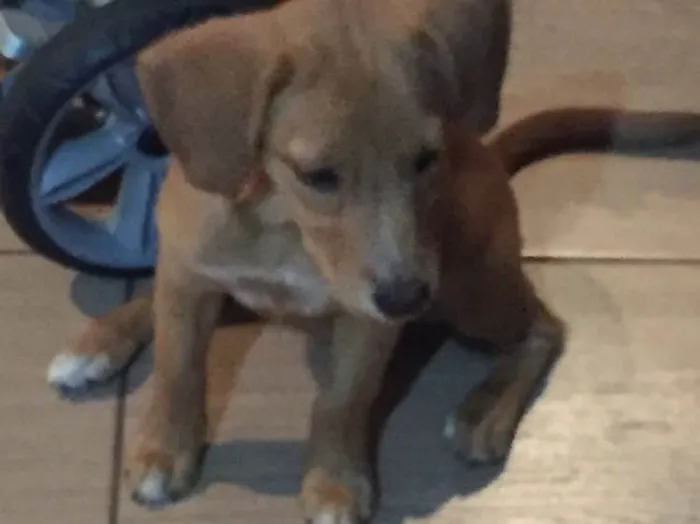 Cachorro raça Não sei idade 2 a 6 meses nome Duda