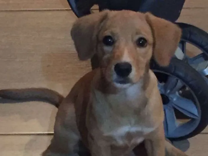 Cachorro raça Não sei idade 2 a 6 meses nome Duda