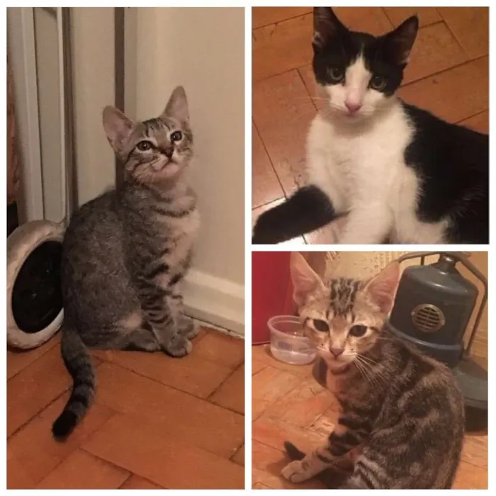 Gato ra a  idade 2 a 6 meses nome Sem nome definido 