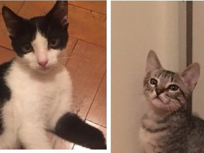 Gato ra a  idade 2 a 6 meses nome Sem nome definido 
