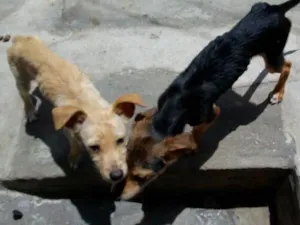 Cachorro raça Vira latas idade 2 a 6 meses nome Branca e preta