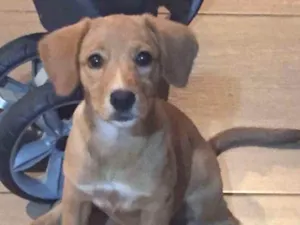 Cachorro raça Não sei idade 2 a 6 meses nome Duda
