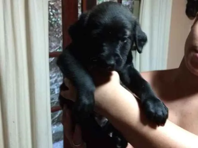 Cachorro ra a Labrador mestiço idade Abaixo de 2 meses nome Sem nomes
