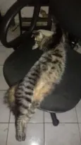 Juju