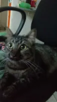 Juju