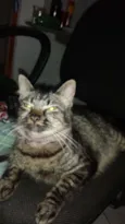 Juju