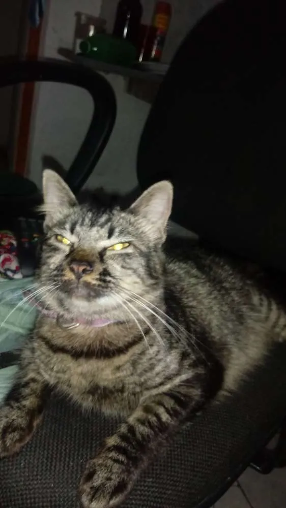 Gato ra a Indefinida idade 1 ano nome Juju