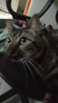 Juju