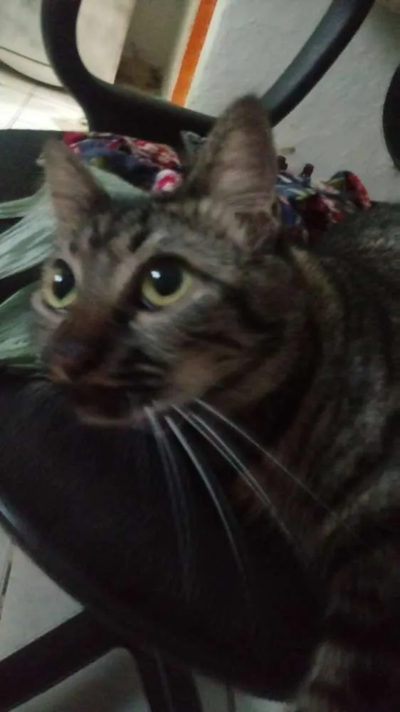 Gato ra a Indefinida idade 1 ano nome Juju