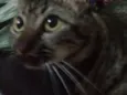 Juju