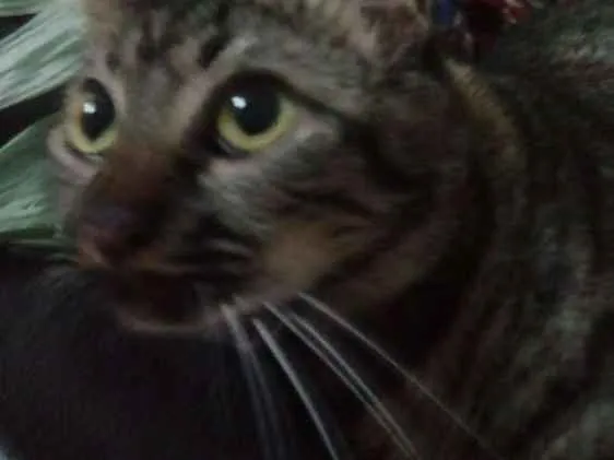 Gato ra a Indefinida idade 1 ano nome Juju