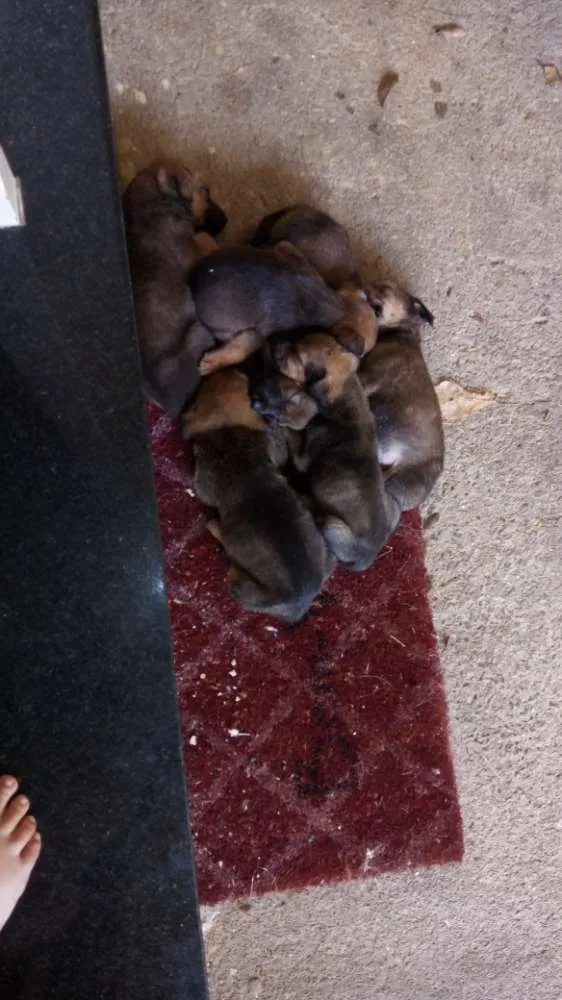 Cachorro raça Nao definida  idade Abaixo de 2 meses nome Bebé 